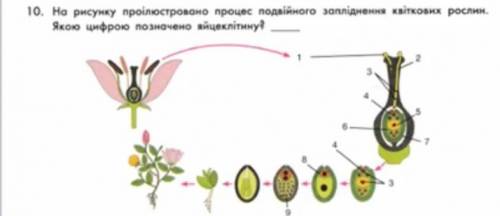 на рисунку проілюстровано процес подвійного запилення квіткових рослин якою цифрою позначено яйцеклі