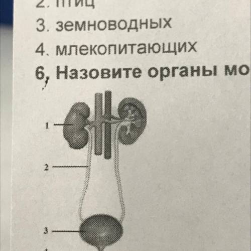 6, Назовите органы мочевыделительной системы человека, изображнные на рисунке