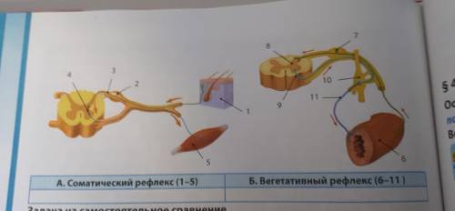 Рассмотрите схемы регуляции деятельности скелетных мышц (co- матический рефлекс) и внутренних органо