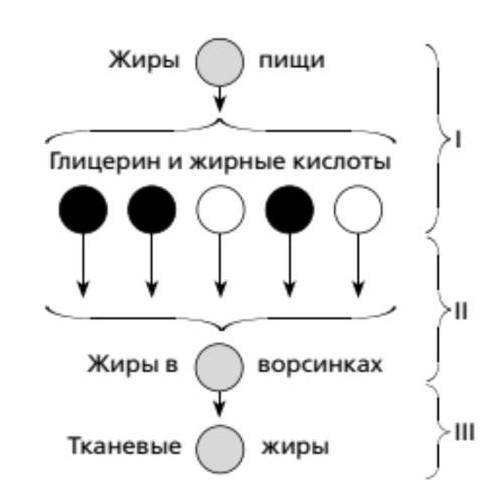 Подпешите на схеме этапы обмена веществ : пластический ,энергетический , подготовительный .