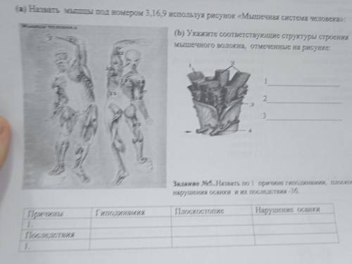 Укажите соответствующие структуры строения мышечного волокна отмеченные на рисунке( ср )