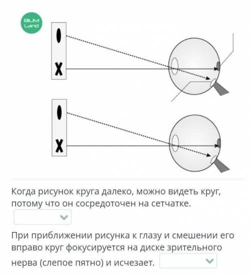 Структура и функции палочек и колбочек, волосковых клеток. Лабораторная работа «Определение слепого 