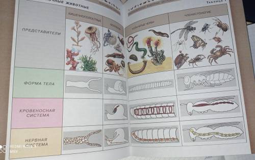 Пользуясь таблицей 1 (см. с. 82-83), прове- дите сравнение формы тела, кровеносной и нервной систем 