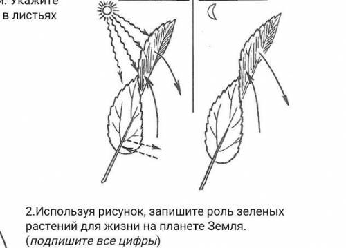 Используя рисунок запишите роль зеленых растений для жизни на земле