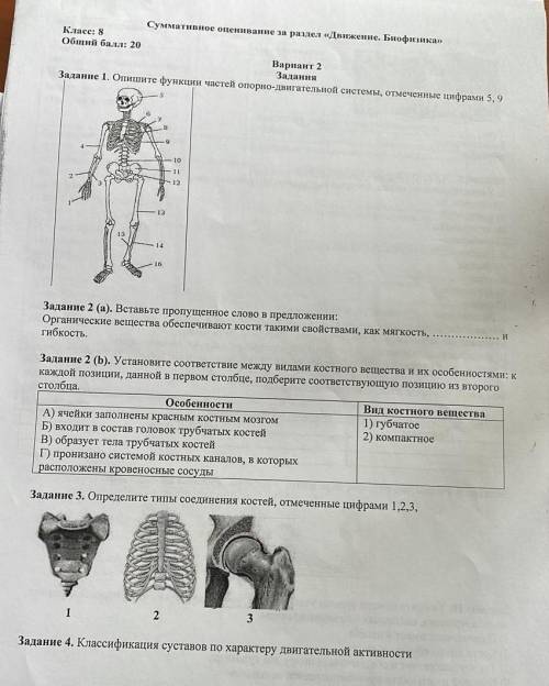 3 2 Задание 3. Определите типы соединения костей, отмеченные цифрами будьте человеком