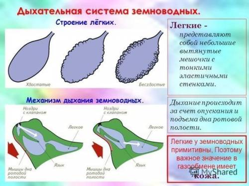 Какие части тела участвуют в газообмене у земноводных