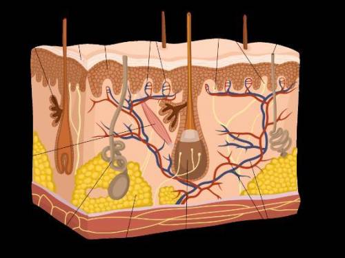 Троение кожи Какую функцию выполняет структура кожи, обозначенная на рисунке под буквой А?Поднимает 