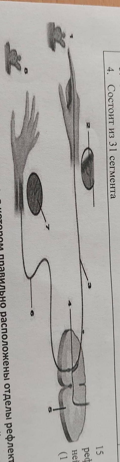 Ниже показана рефлекторная дуга Какой нейрон показан под цифрой 6? ( )