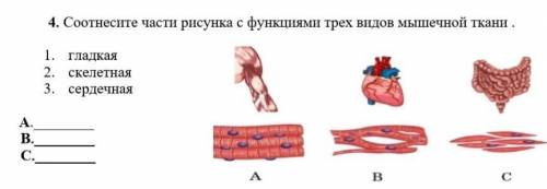 4. Соотнесите части рисунка с функциями трех видов мышечной ткани . 1. гладкая 2. скелетная 3. серде