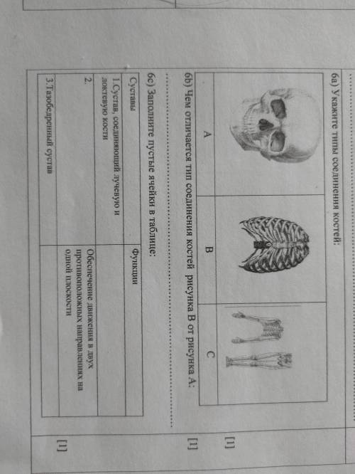 ба) Укажите типы соединения костей: A B С 6b) Чем отличается тип соединения костей рисунка В от рису