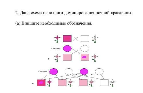 Дана схема неполного доминирования ночной красавицы.  (а) Впишите необходимые обозначения.