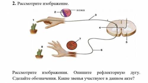 Рассмотрите изображения. Опишите рефлекторную дугу. Сделайте обозначения. Какие звенья участвуют в д