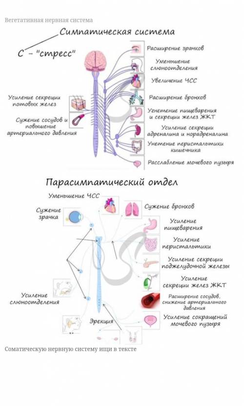 распределить на органы, каторые отвечают за соматическую нервную систему и автономную нервную систем