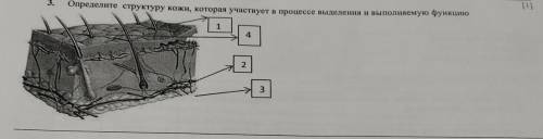 3. Определите структуру кожи, которая участвует в процессе выделения и выполняемую функцию 1 4 2 3