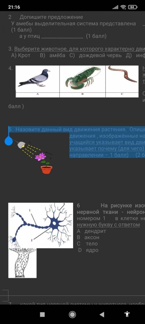 6 На рисунке изображена структурная единица нервной ткани - нейрон. Укажите, что показано под номеро