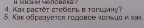 Как растет стебель в толщину?