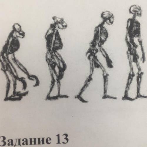 Задание 12 Установите отличительные черты в опорно-двигательной системе человека и обезьяны (3 черты