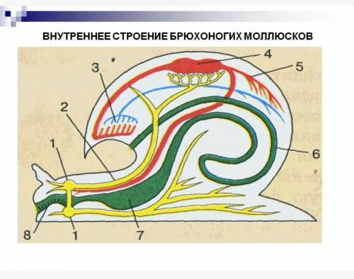 Укажи внутреннего строения моллюска. Укажите по числам на рисунке