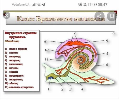 Укажи внутреннего строения моллюска. Укажите по числам на рисунке