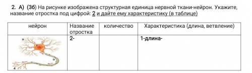 2. A) (36) На рисунке изображена структурная единица нервной ткани-нейрон. Далее смотрите на фотогра