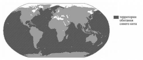 На карте мира показаны акватории обитания синего кита. 6.1. В акватории какого океана в Северном пол