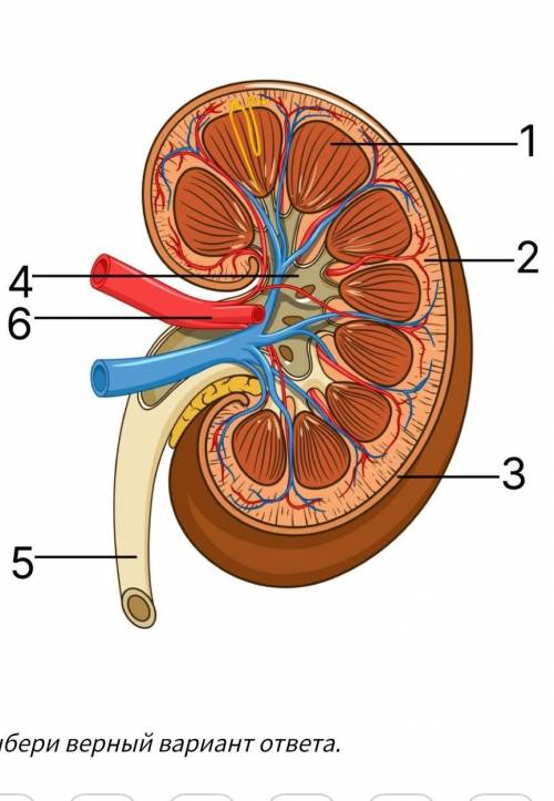 Какой цифрой на рисунке обозначены структуры, осуществляющие кровоснабжение почки?