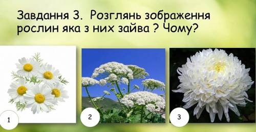 Завдання 3. Розглянь зображення рослин яка з них зайва ? Чому?