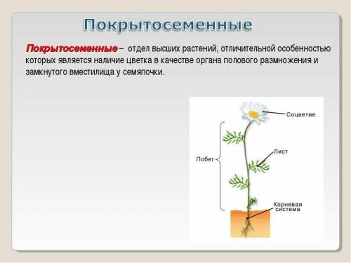 Різниця між водорослями і покрито насінних іть