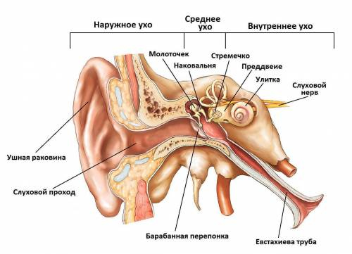 Якщо б євстахієва труба , була б відсутня ,то