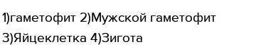 3. Дополните схему «Цикл развития мха>> Коробочка м мха Спорофит Молодое растение Женский гаме