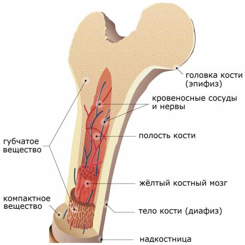 УМОЛЯЮ : Опишите строение трубчатой кости (большая берцовая на поперечном и продольном разрезах). Ка