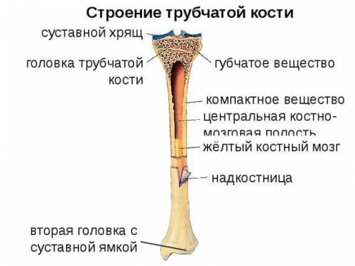 УМОЛЯЮ : Опишите строение трубчатой кости (большая берцовая на поперечном и продольном разрезах). Ка