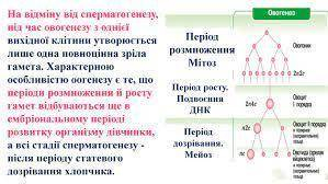 Які структури регулюють процеси статевого дозрівання і овогенезу у жінок?