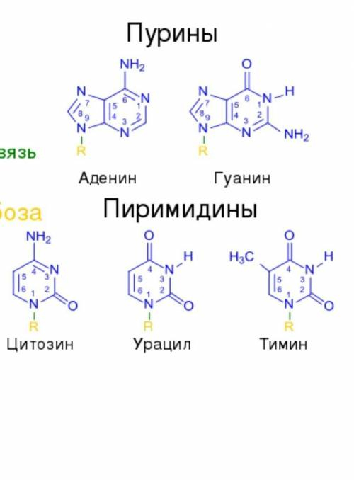 [2] 3 На рисунке показана двухцепочечная молекула ДНК. Определите комплементарную часть нуклеотидов,