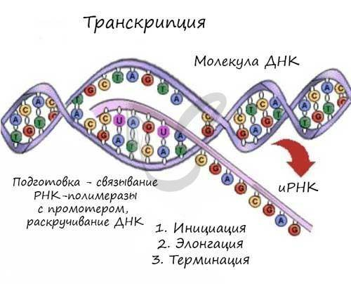 Назвіть та опишіть процес, що зоображений на малюнку. Де відбувається, за участю яких структур та фе